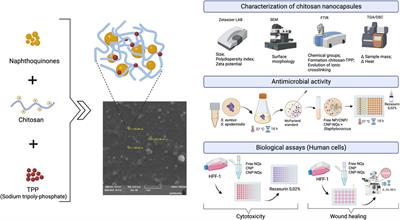 Antimicrobial and wound healing potential of naphthoquinones encapsulated in nanochitosan